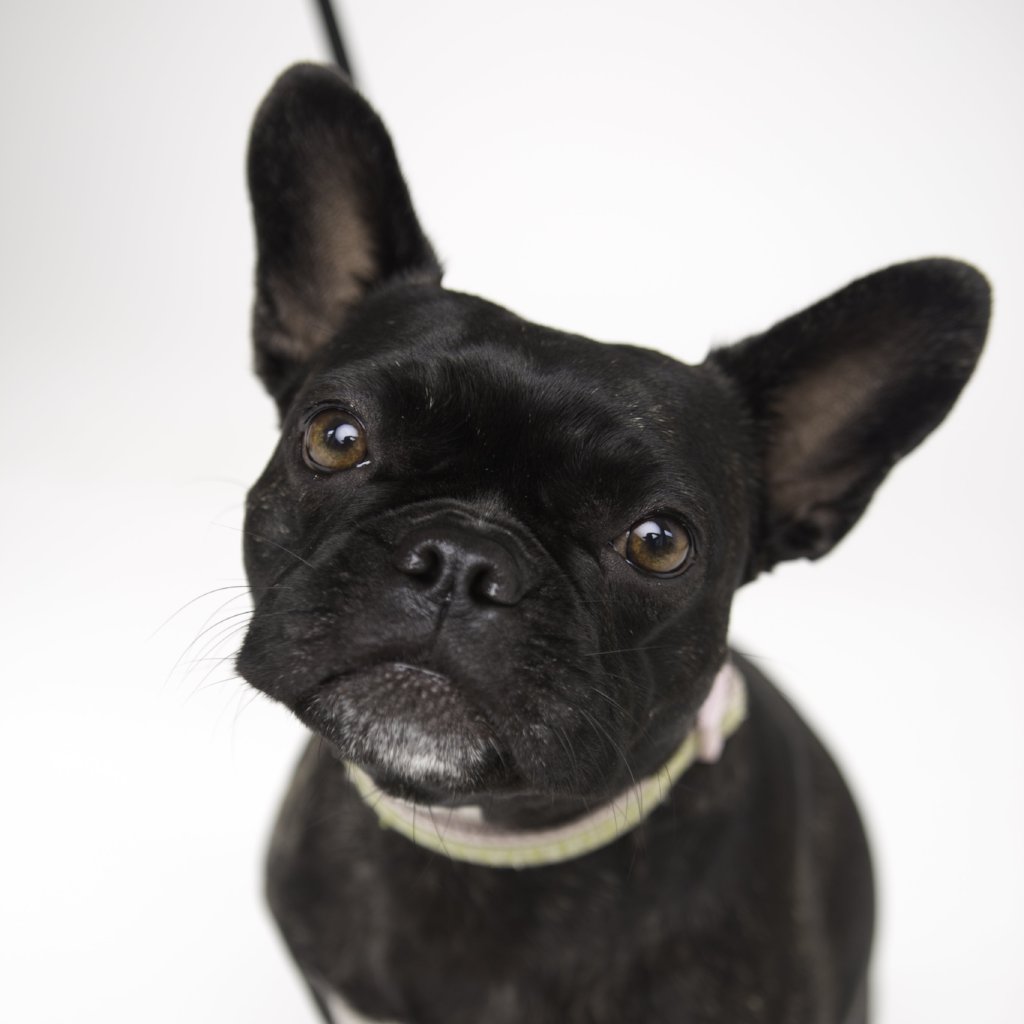 Izzy - French Bulldog