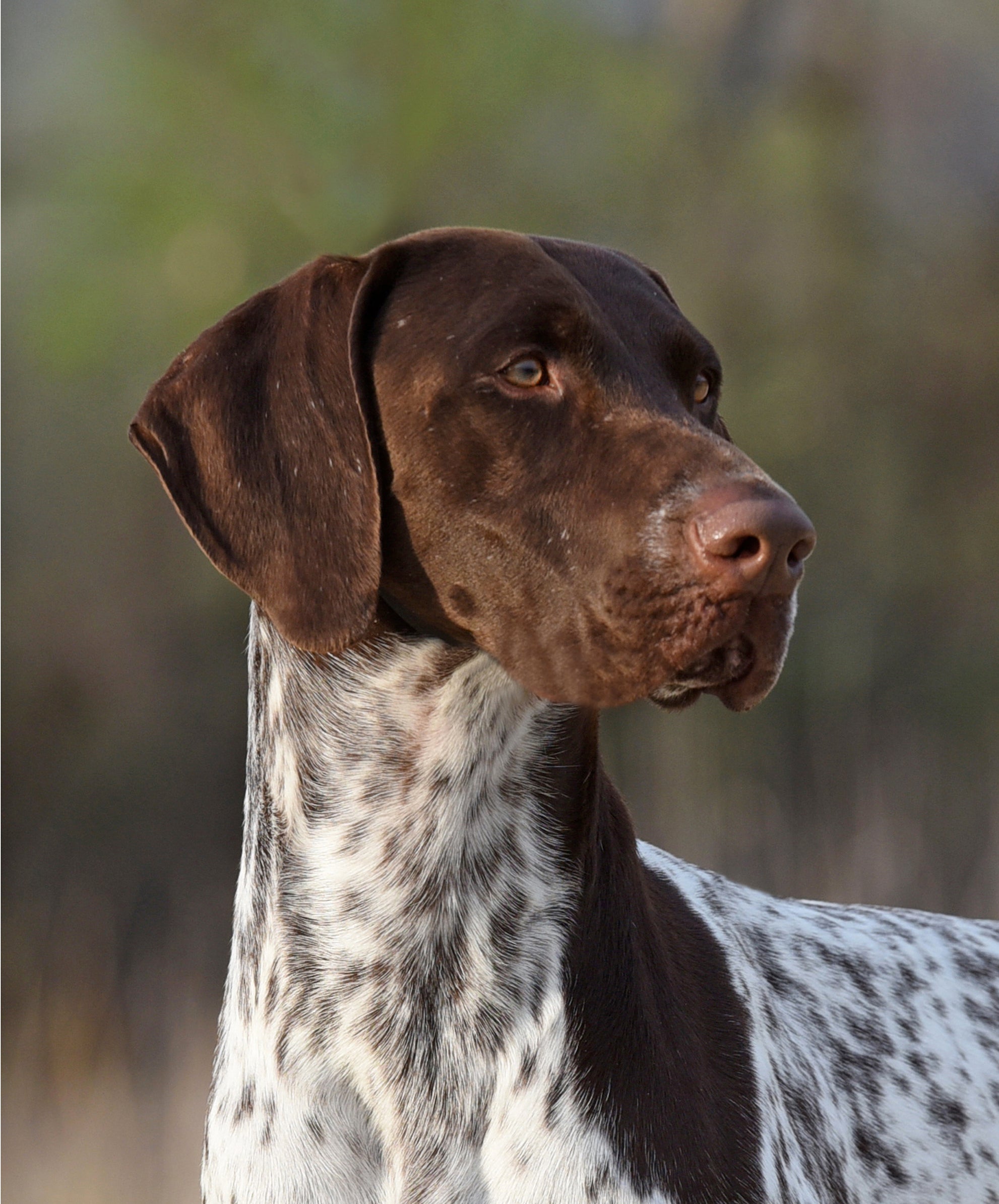 CJ - German Shorthaired Pointer