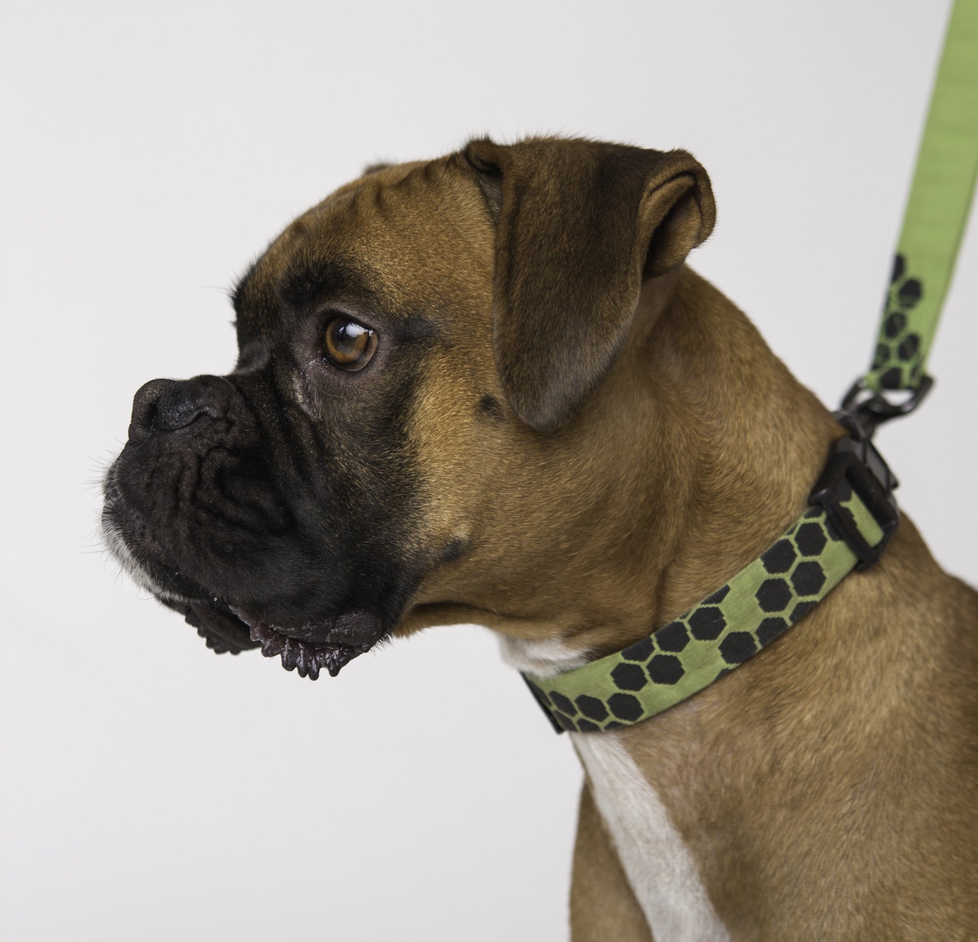 Boxer