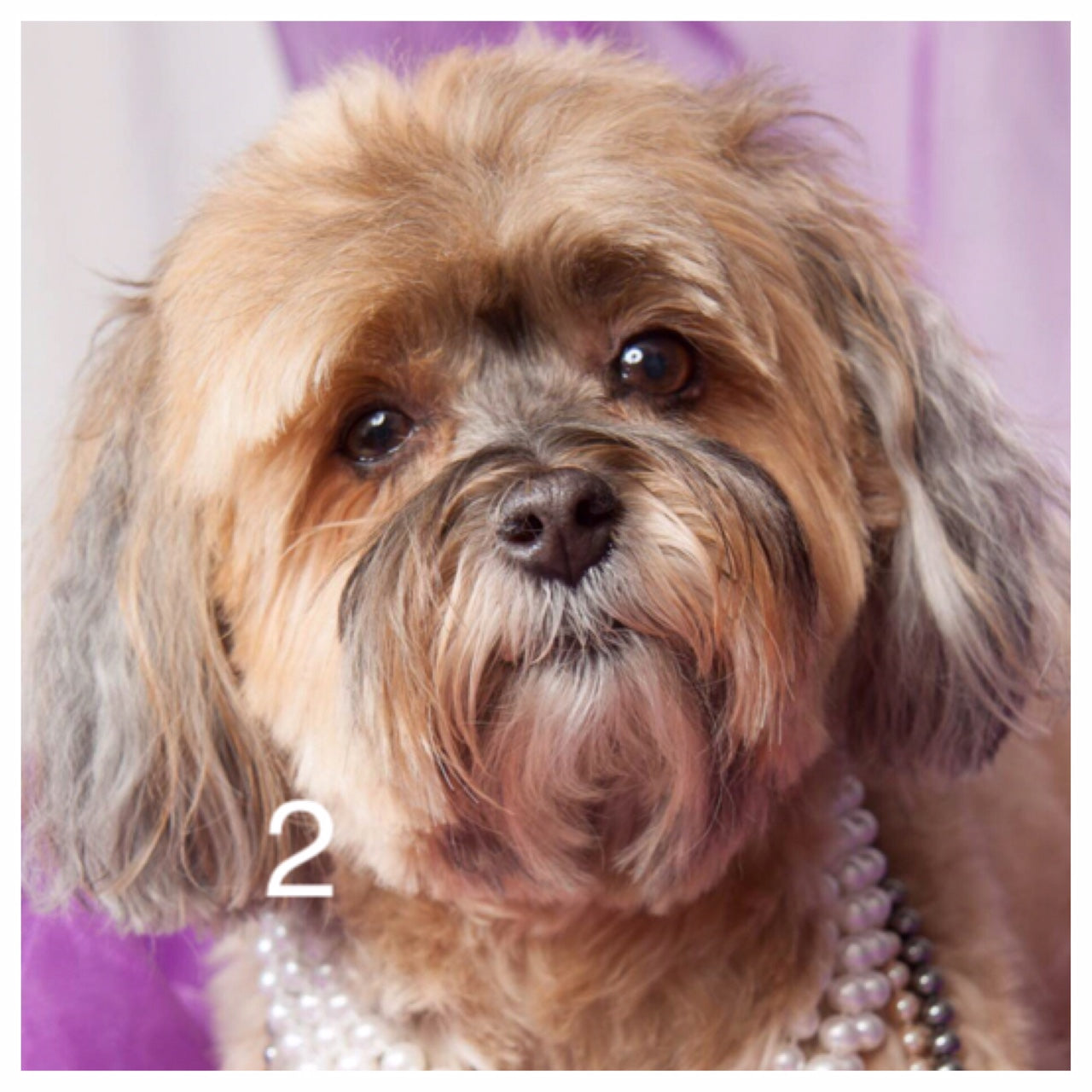 Jasmine - Havanese