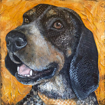 Lucy - Bluetick Hound