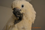 Sophie - Cockatoo