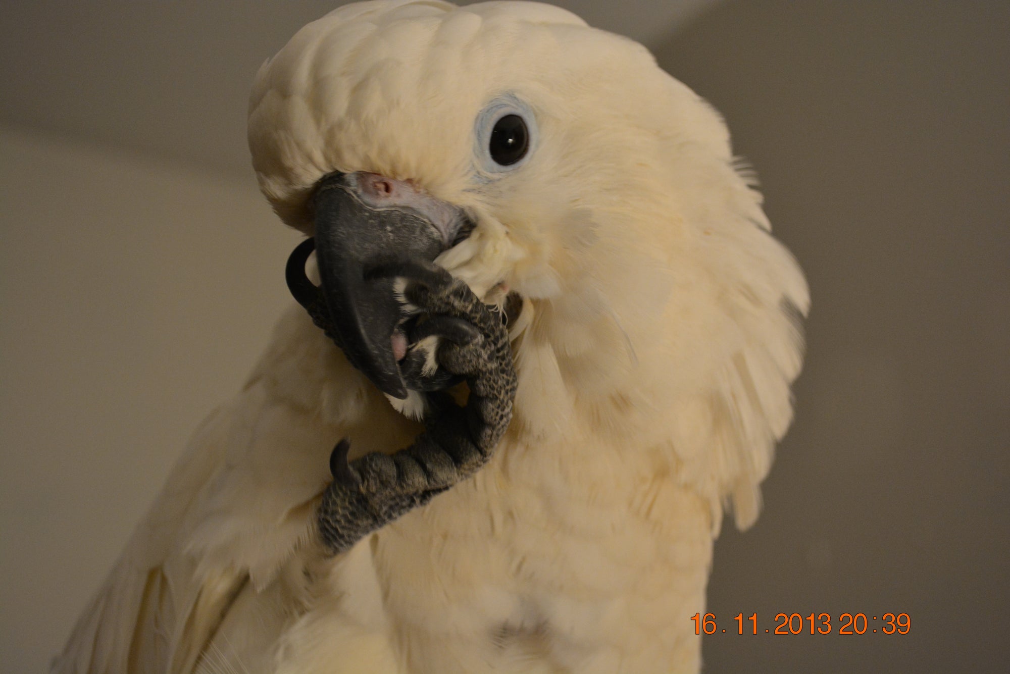Sophie - Cockatoo