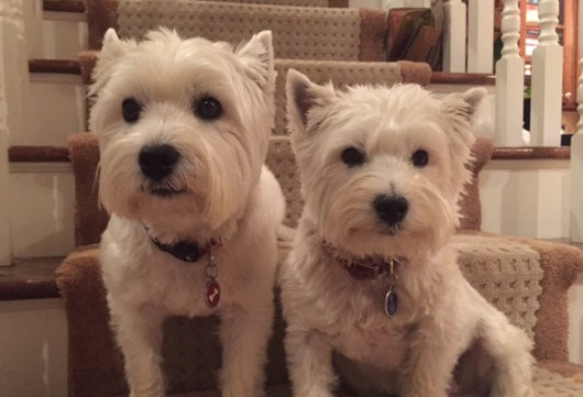Boaty & Cooper - West Highland Terriers