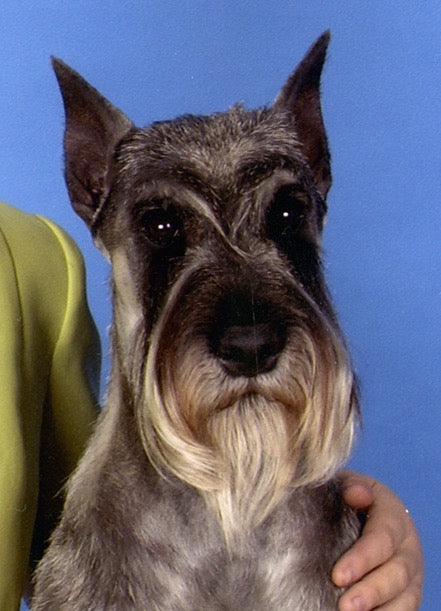 Stanley - Standard Schnauzer