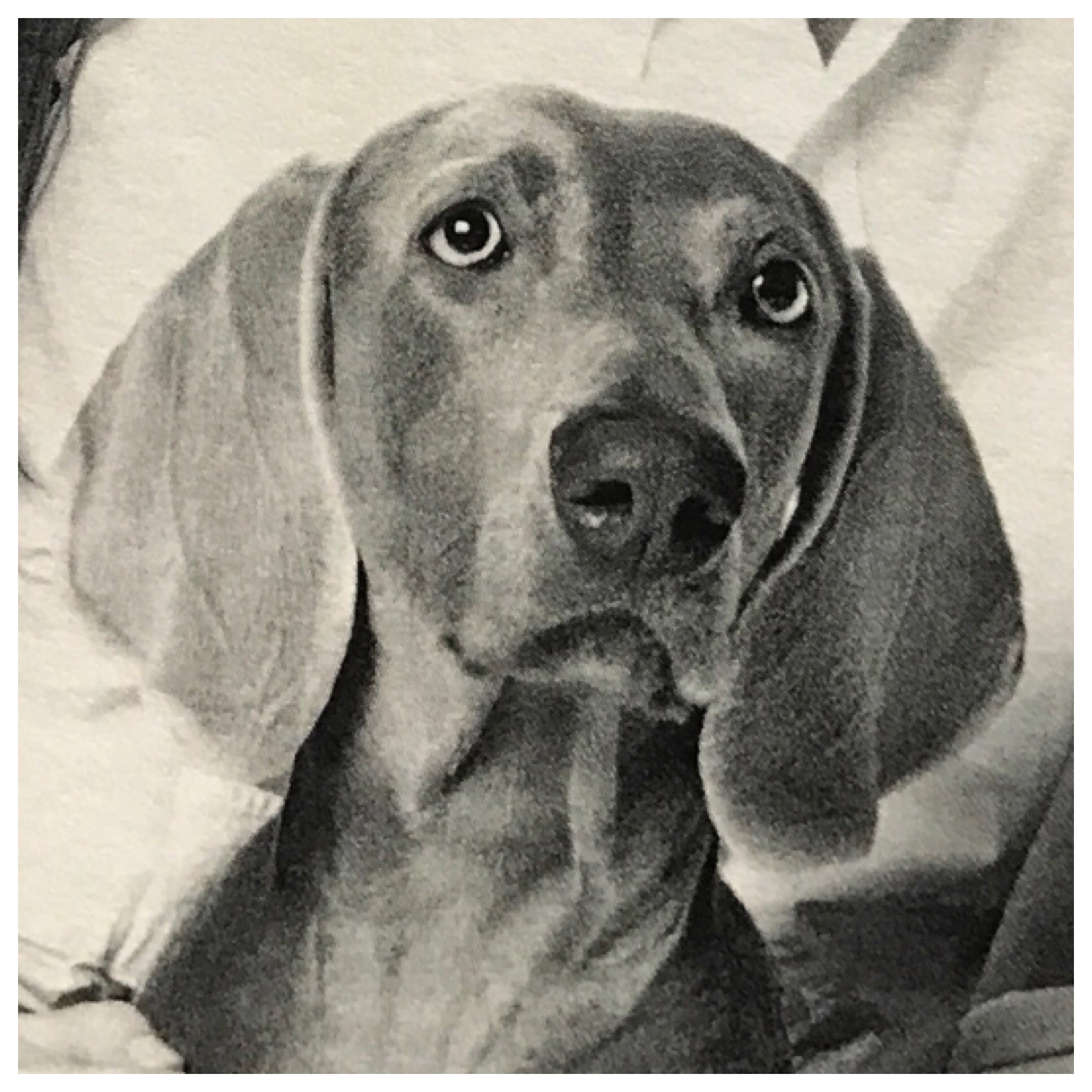 Gibson - Weimaraner
