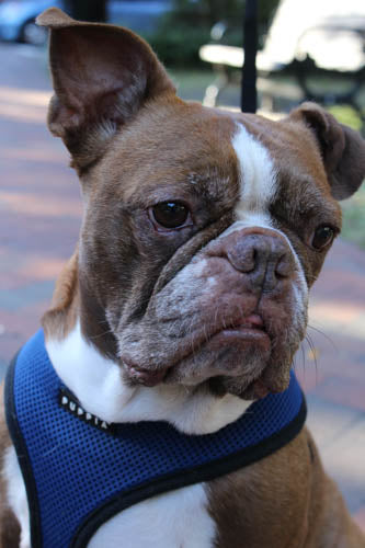 Tybee - Boston Terrier/English Bulldog Mix