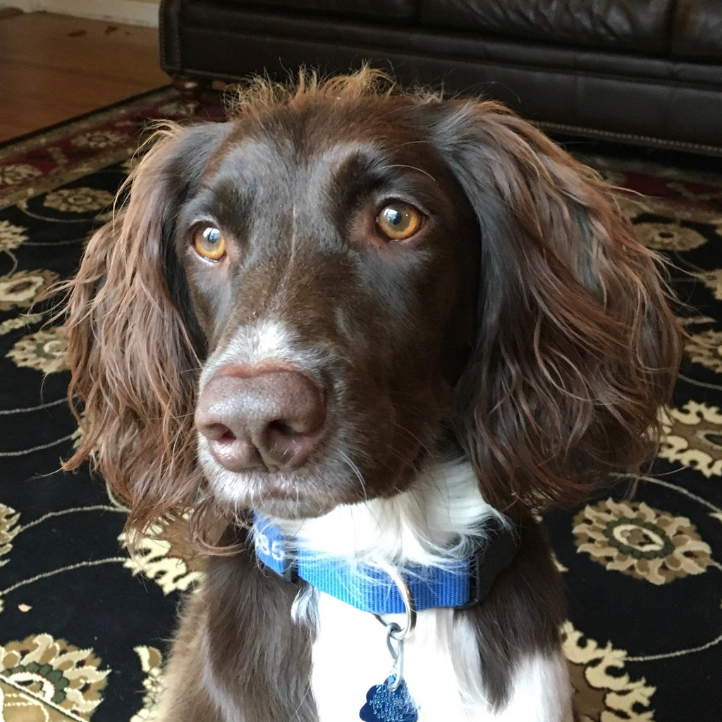Bailey - English Springer Spaniel