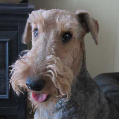 Walter - Airedale Terrier