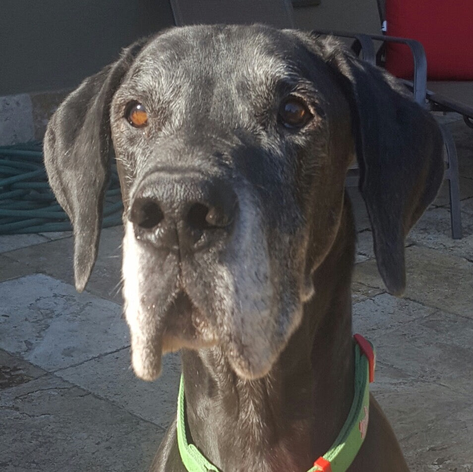Guinness -  Great Dane