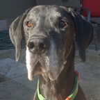 Guinness -  Great Dane
