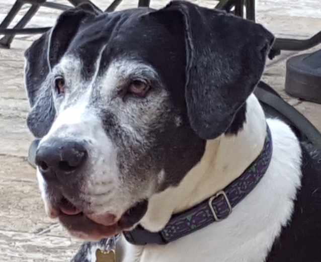 Carling - Great Dane