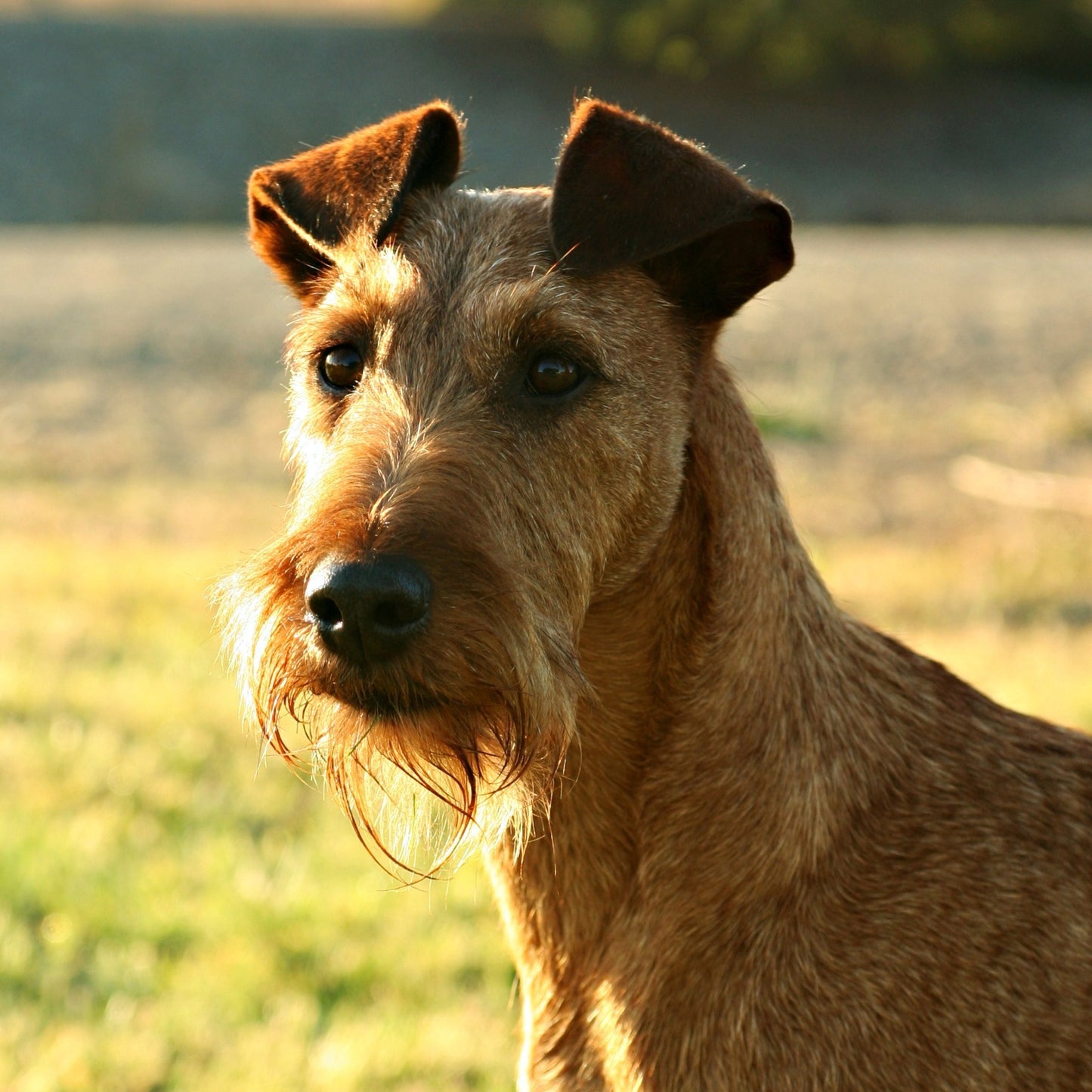 Mocha - Irish Terrier