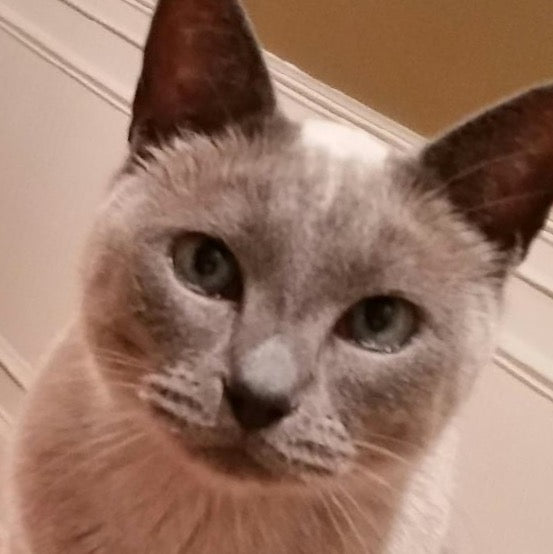 Snowshoe Cat