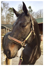 Gotham - Horse