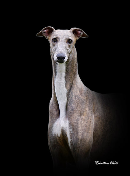 Gia - Greyhound