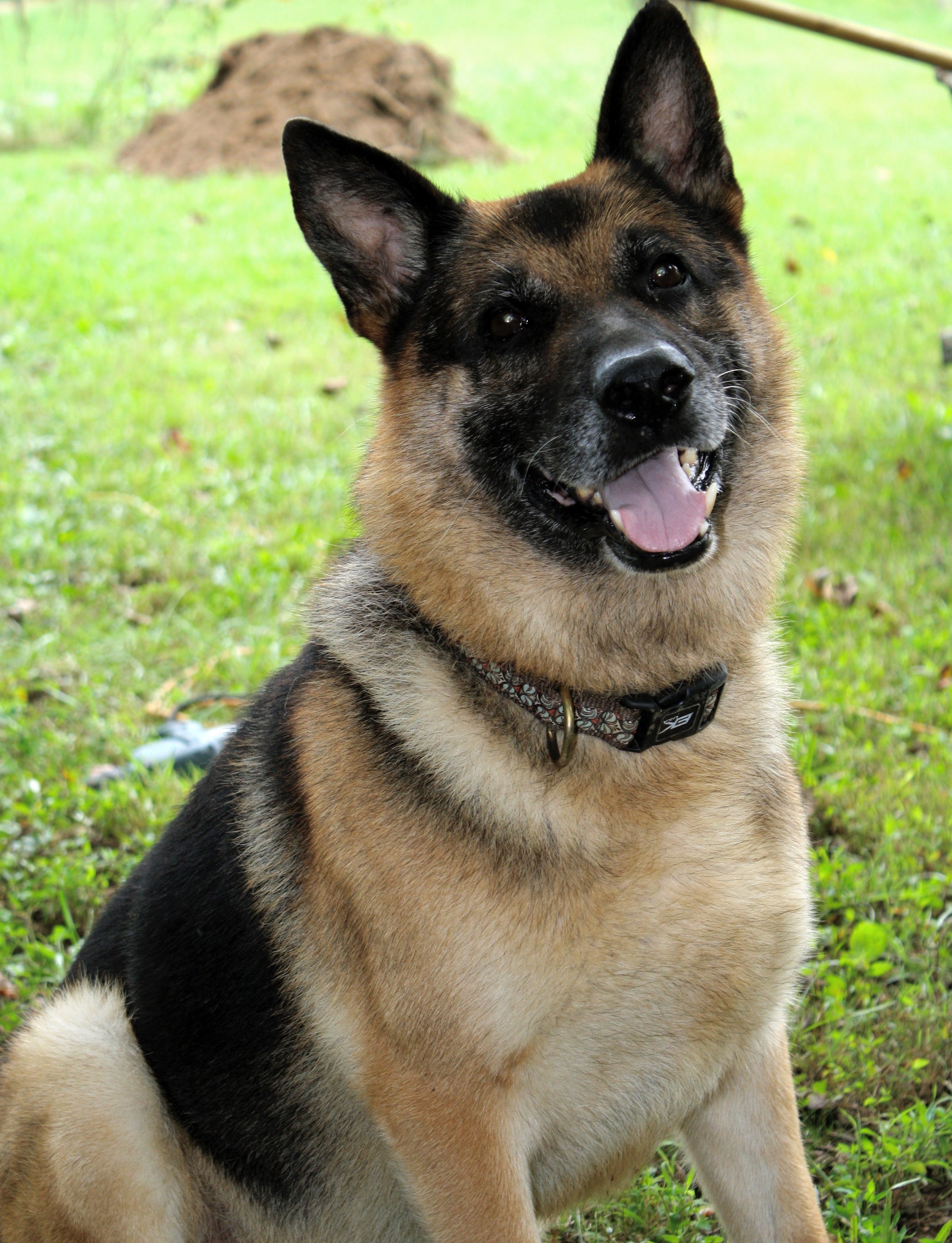 Will - German Shepherd