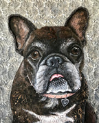 Pickles - French Bulldog