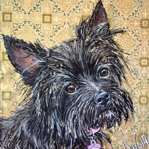 Pearl - All American Carin Terrier Mix Chihuahua