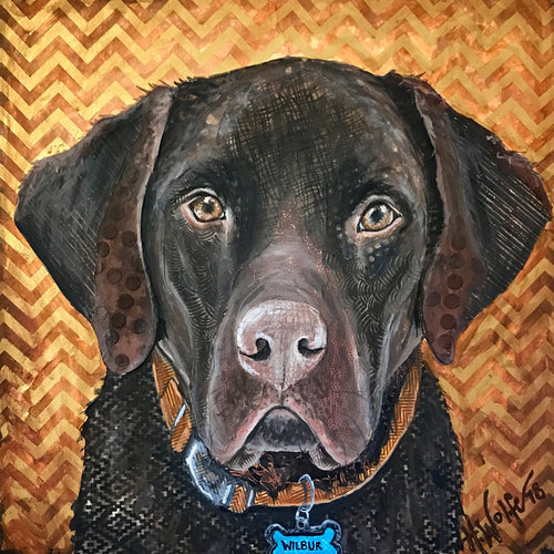 Wilbur - Chocolate Lab
