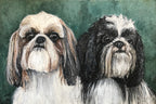 Shih-Tzu 2 in 1