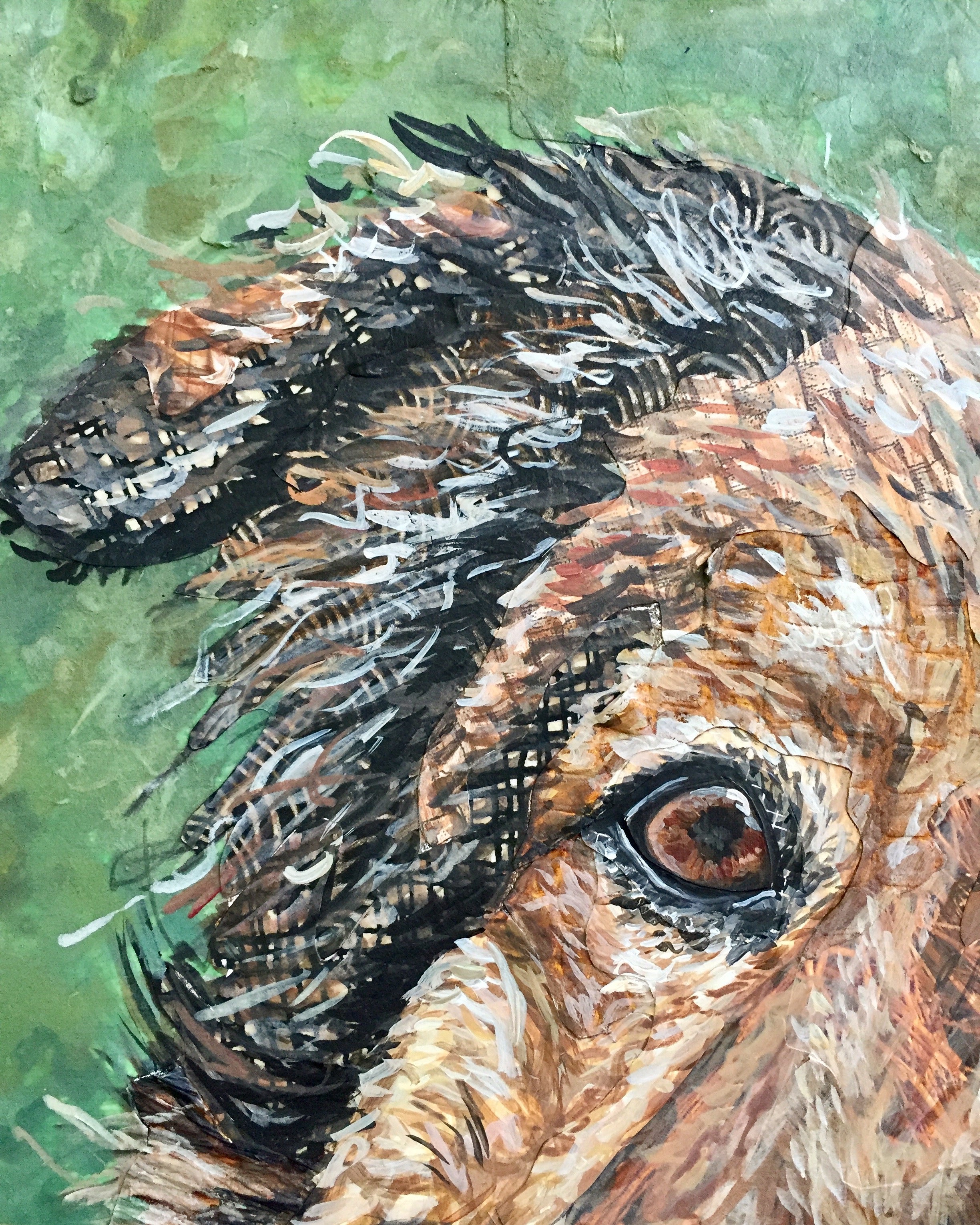 Forrest - Mixed Collie Chow