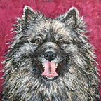 Amber - Keeshond