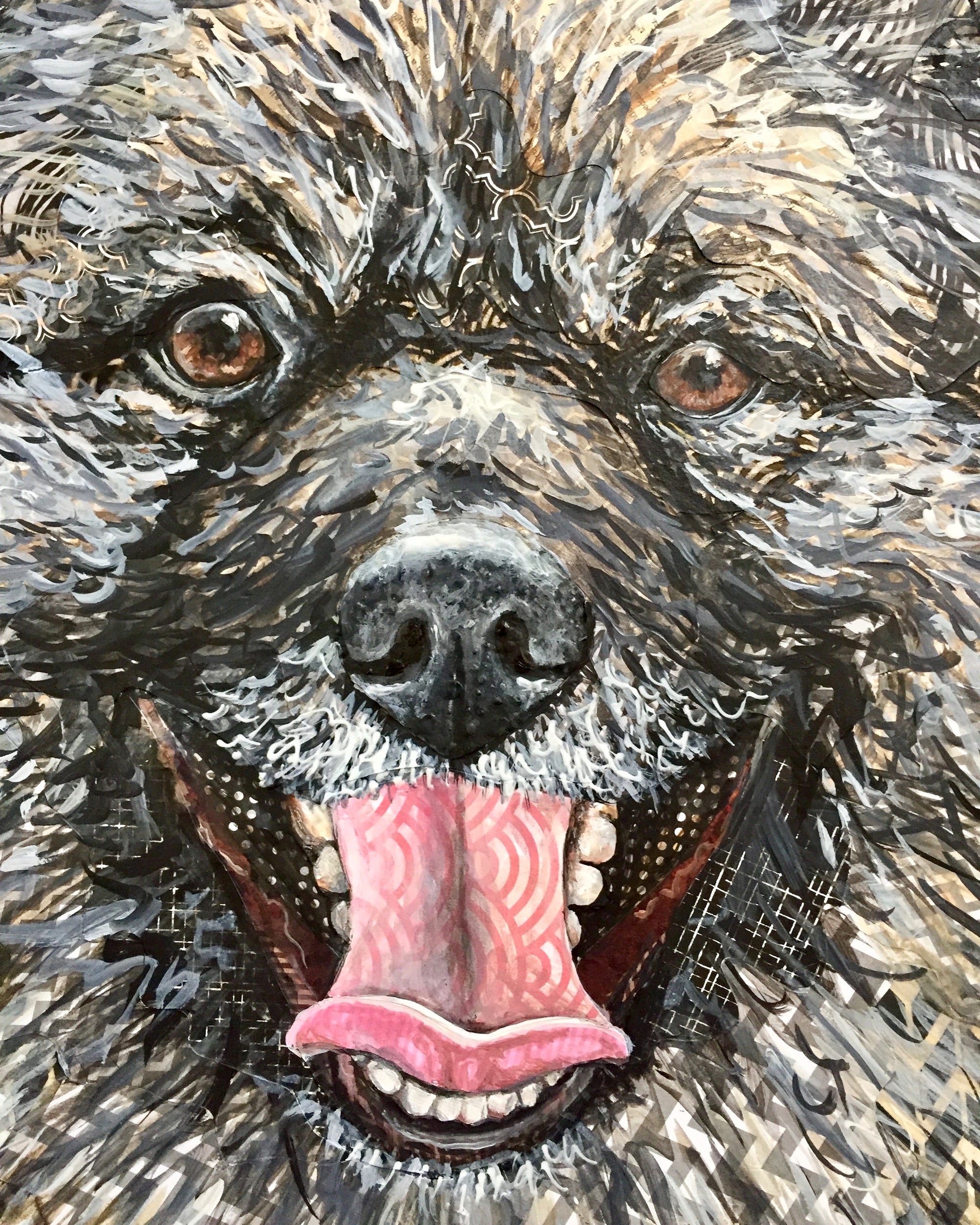 Amber - Keeshond