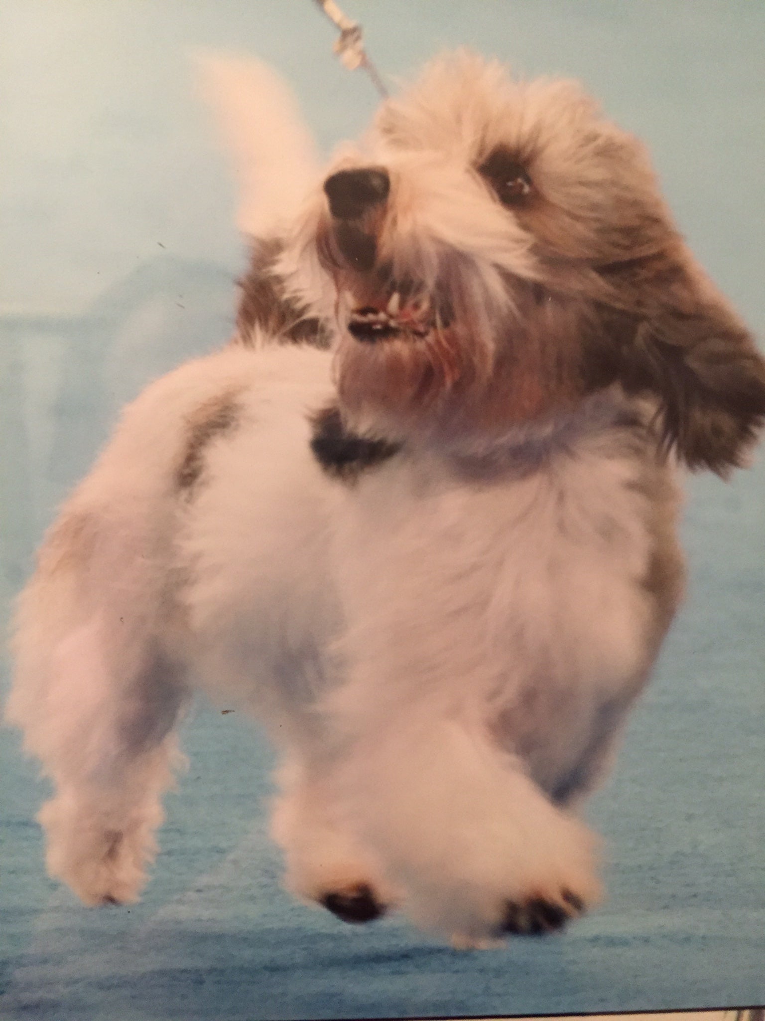 Fairchild - PBGV