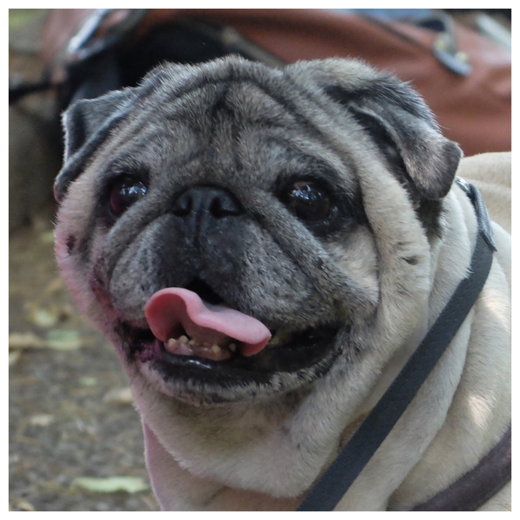 Sly - Pug