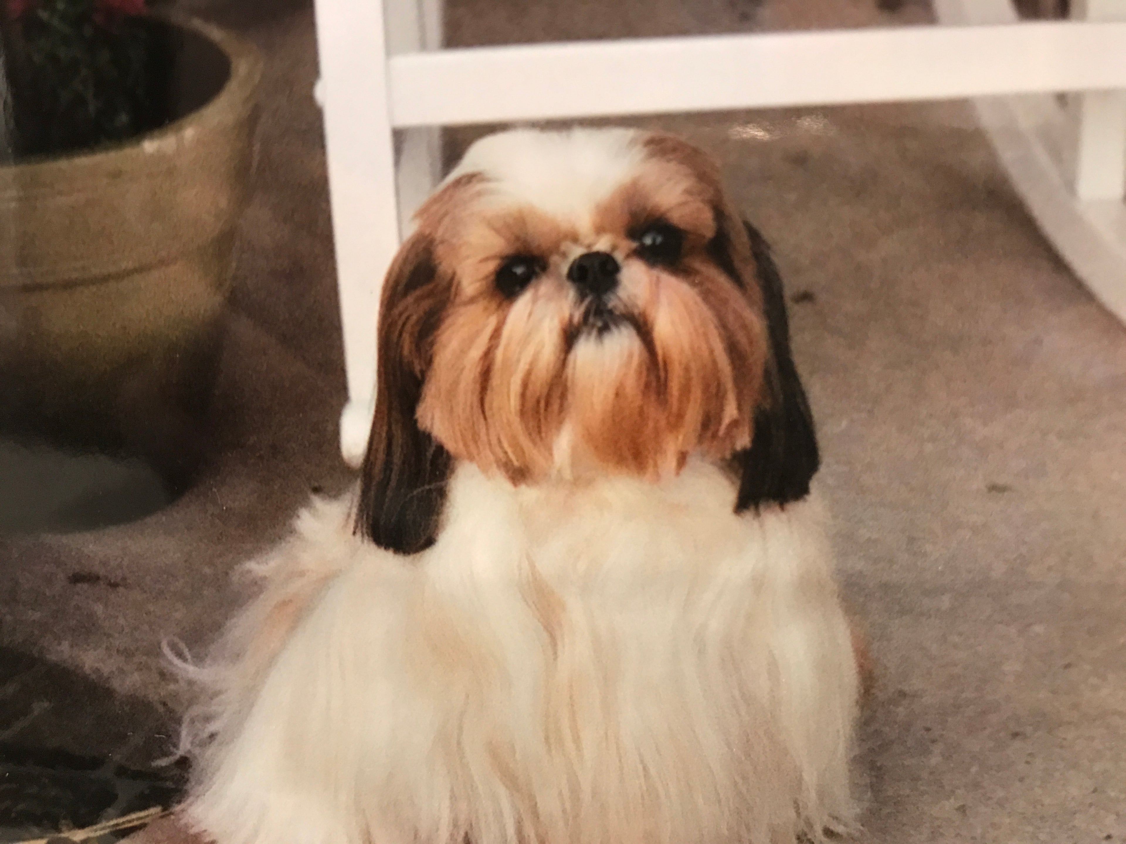 Grace - Shih Tzu