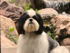 Porthos - Shih Tzu