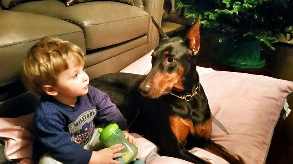 Amira - Doberman Pinscher