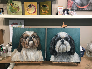 Grace - Shih Tzu