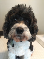 Oscar - Poodle Mix