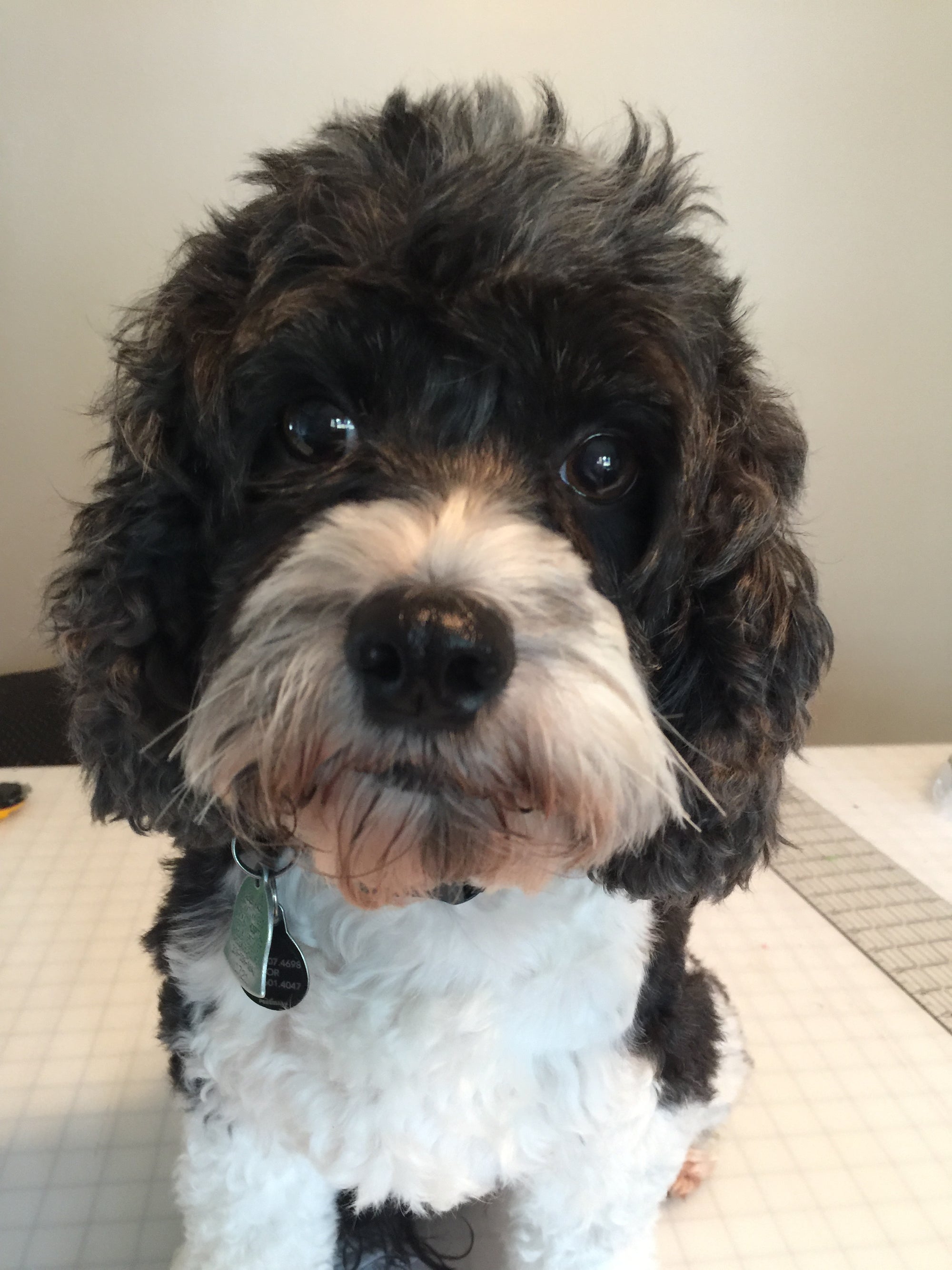 Oscar - Poodle Mix