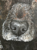 Basia - Crocker Spaniel