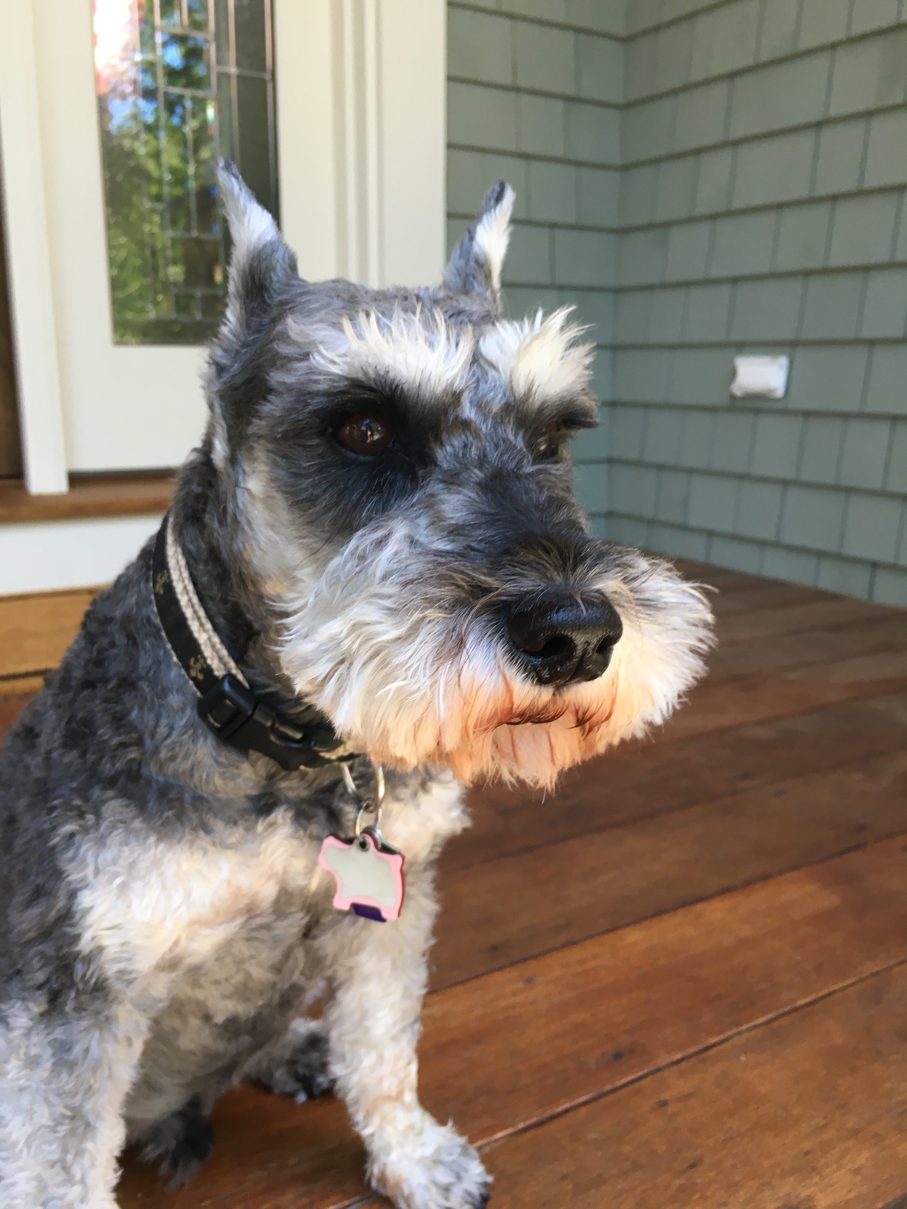 Pepper - Schnauzer