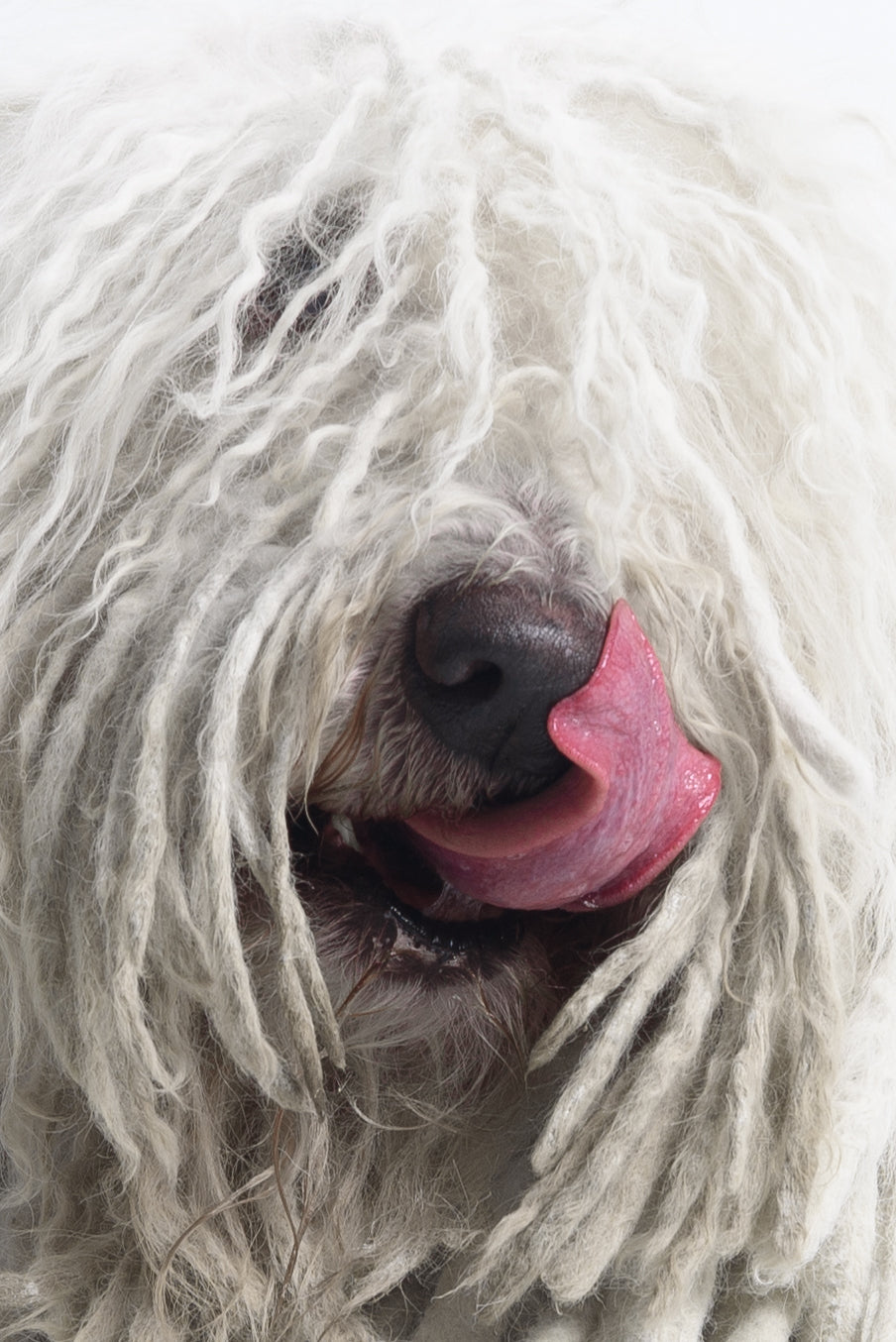 Berry - Komondor