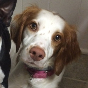 Callie Girl - Brittany