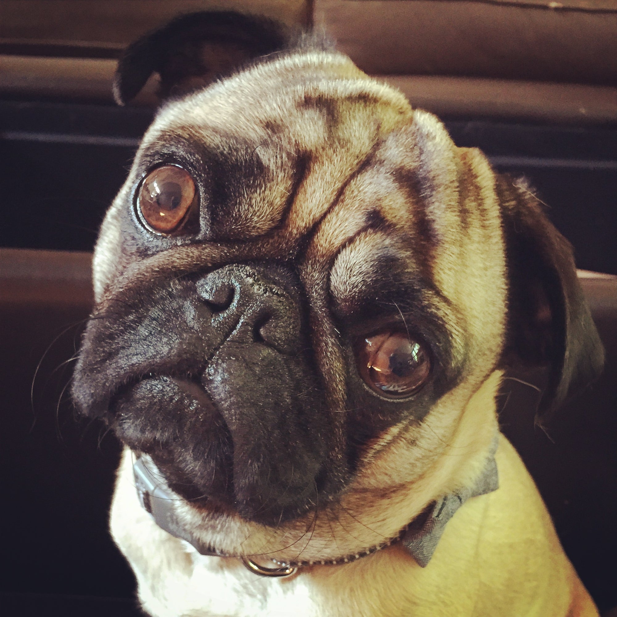 Bubba - Pug