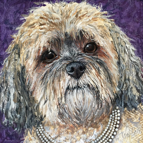 Jasmine - Havanese
