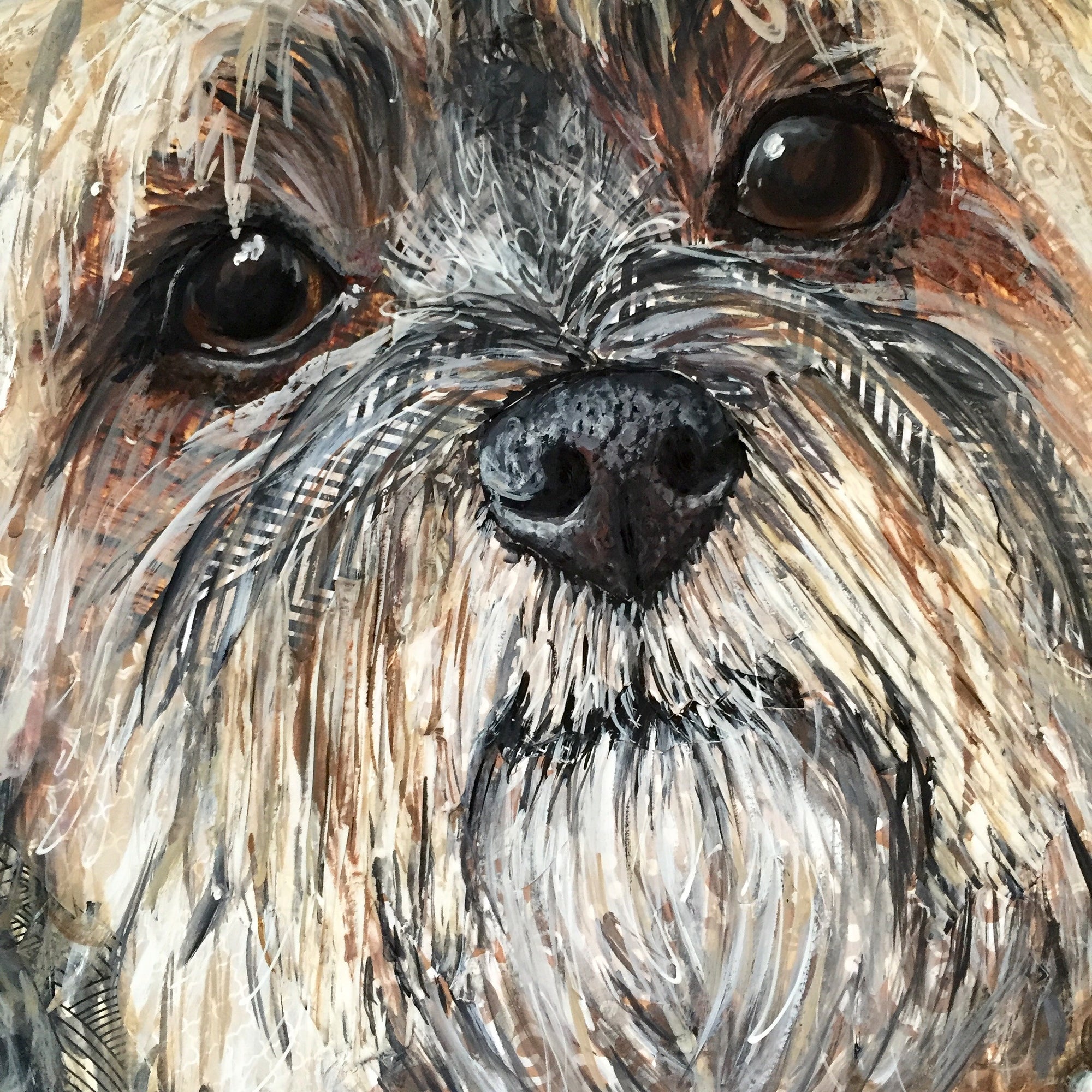 Jasmine - Havanese