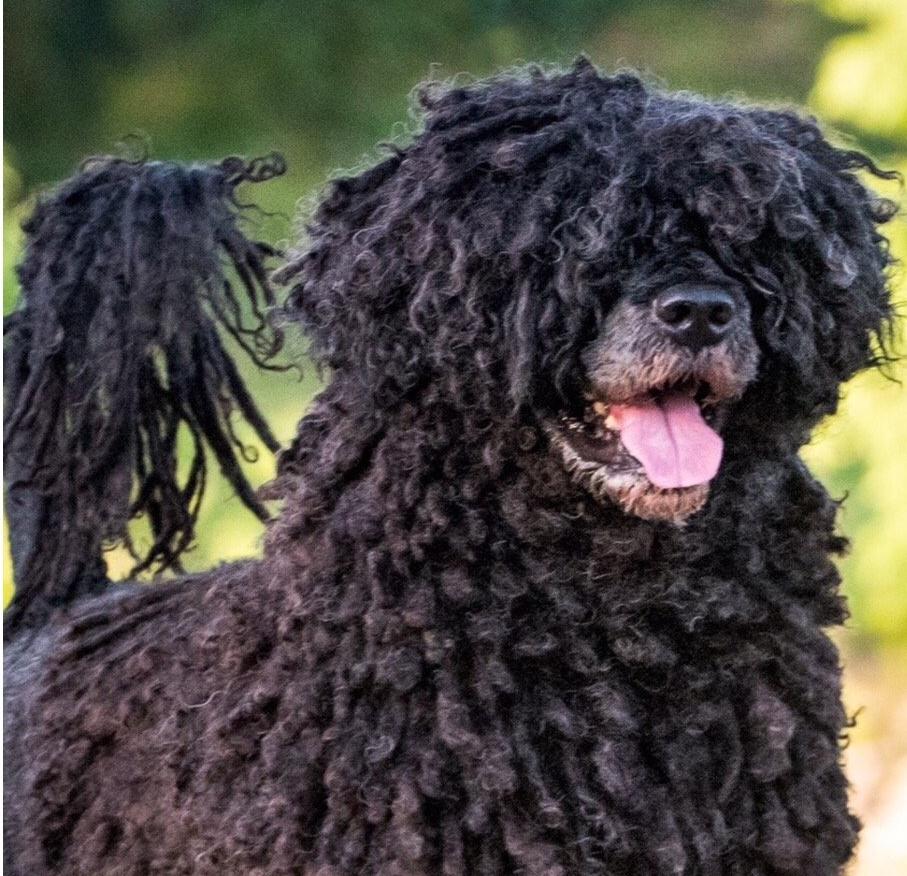 Gus - Portuguese Water Dog