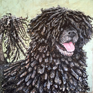 Gus - Portuguese Water Dog