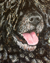 Gus - Portuguese Water Dog