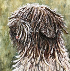 Jango - Spanish Water Dog