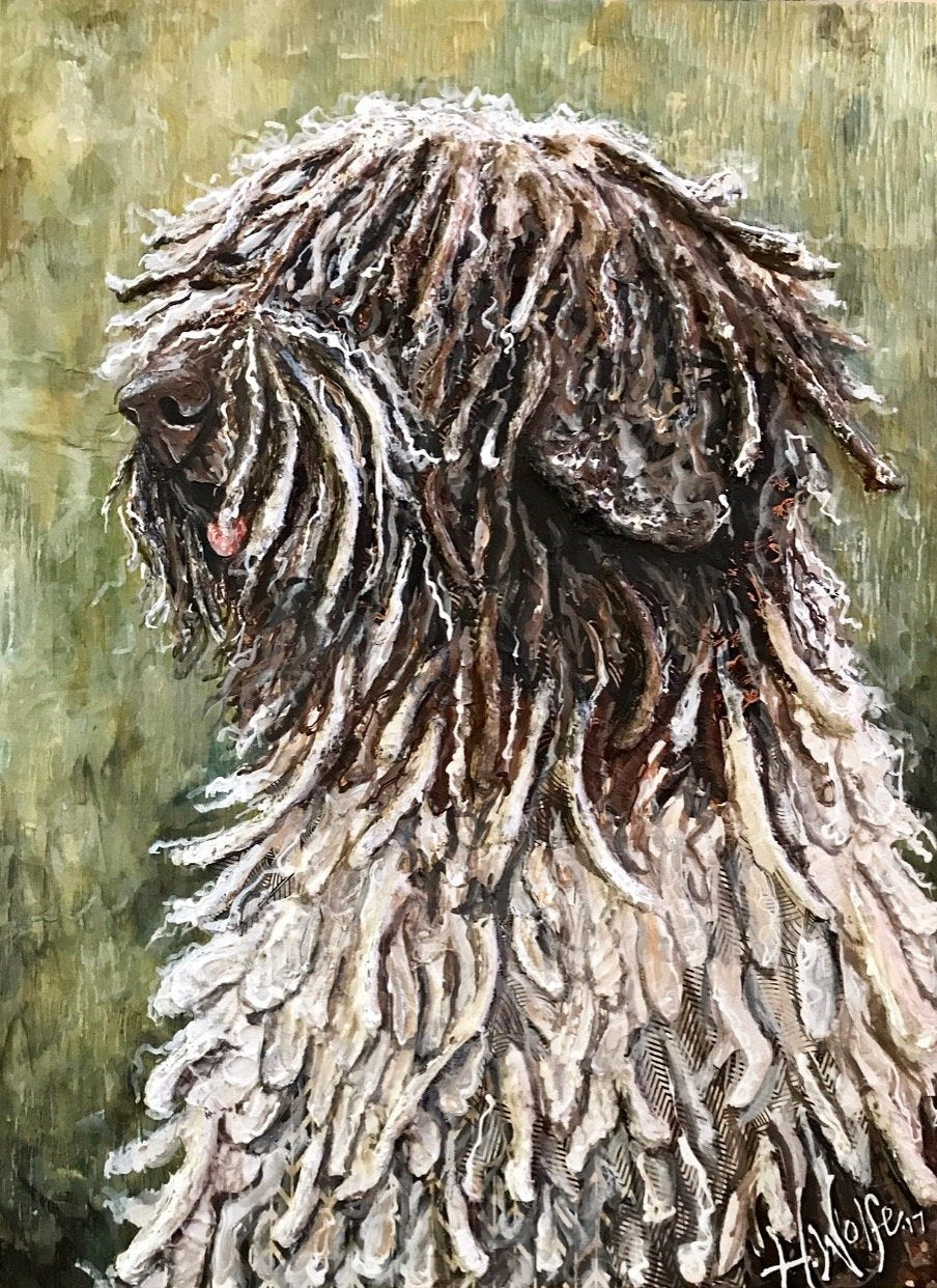 Jango - Spanish Water Dog