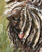 Jango - Spanish Water Dog