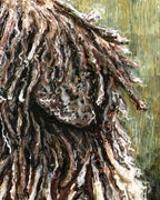 Jango - Spanish Water Dog